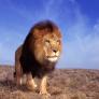 Alarma por la posible presencia de un león en la sierra de Toledo: un repartidor asegura haberlo visto