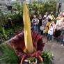La flor más grande del mundo procede de Indonesia pero hay un ejemplar en Suiza: pesa 117 kilos, mide más de tres metros y se abre durante 48 horas