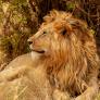 Alarma por la posible presencia de un león en la sierra de Toledo: un repartidor asegura haberlo visto