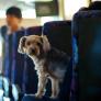 Sharon, la conductora de 56 años que lleva un autobús solo para perros: "Es tan divertido que no me veo haciendo otra cosa"