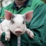 Abandonado con un biberón y una bolsa de galletas: el cerdito 'Bacon' se convierte en un símbolo del abandono animal