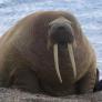 Una morsa aparece en un bosque de Noruega y la explicación no es el cambio climático: "Si no hubiera visto las fotos no lo habría creído"