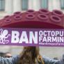 Cristina Ibáñez, abogada, tras tumbar la granja de pulpos de Canarias: "Es solo el principio del fin, en España sigue sin estar prohibida esta acuicultura"