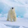 Noruega multa con 4.500 euros a un gracioso que encendió la sirena antiniebla de su barco para despertar un oso polar: “Se tuvo que ir a otro sitio”