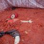 Los 150.000 kilos de la Tomatina viajan 550 kilómetros desde Badajoz: tomates cultivados a propósito para llegar "blanditos" a la batalla