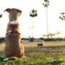 Tu perro no te está ignorando, sino todo lo contrario: esto es lo que significa que un can se siente dando la espalda