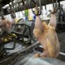 El mundo produce 76.200 millones de pollos al año, 27.900 millones más que en 2006: "Estamos muy lejos del pico del pollo"
