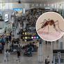 Dos muertos en Frankfurt por la 'malaria de aeropuerto': hay otros infectados, aunque solo se han dado 145 casos en Europa desde 1969