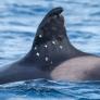 Las claves del ataque a la orca Toñi: qué se sabe hasta ahora