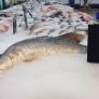 Avelino, 40 años buceando en Gijón, captura con arpón una corvina de 35 kilos: "Era gigante; debajo del agua fue como ver aparecer una vaca"