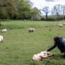 Lía, cuidadora en el Santuario Gaia desde hace 10 años: "En el momento que te implicas en salvar animales, eres responsable de su vida hasta que fallecen"
