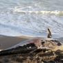 El misterio de los atunes varados en el Mediterráneo: no existen datos públicos de cuántos mueren cada verano en las jaulas de engorde