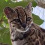 Pensaban que era un gato doméstico: descubierta en Bolivia por primera vez una especie de felino en más de un siglo
