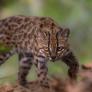 El gato que nadie conocía: descubren en Bolivia una nueva especie tras más de 100 años