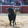 Susto monumental después de irse la luz en pleno concurso de recortadores en San Agustín de Guadalix