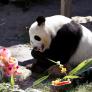 ¿Un mal día? Aquí tienes las fotos del sexto cumpleaños de Zhu Yu, el oso panda del Zoo de Madrid