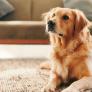 Entran a robar a una casa y la reacción de un perro lleva ya más de 7,8 millones de reproducciones