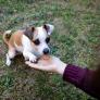 Las adopciones de perros y gatos en España caen un 19% y un 15% en un año y se sitúan en su nivel más bajo desde la pandemia