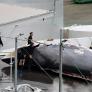 Islandia quiere prohibir permanentemente la caza comercial de ballenas en sus aguas: "Una industria que no sirve para nada"