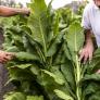 La gran transformación del campo extremeño