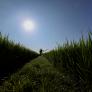 En Japón, el arroz resistente al calor ha pasado de 42.000 a 248.000 hectáreas en un año: ya es el 18% de los arrozales del país