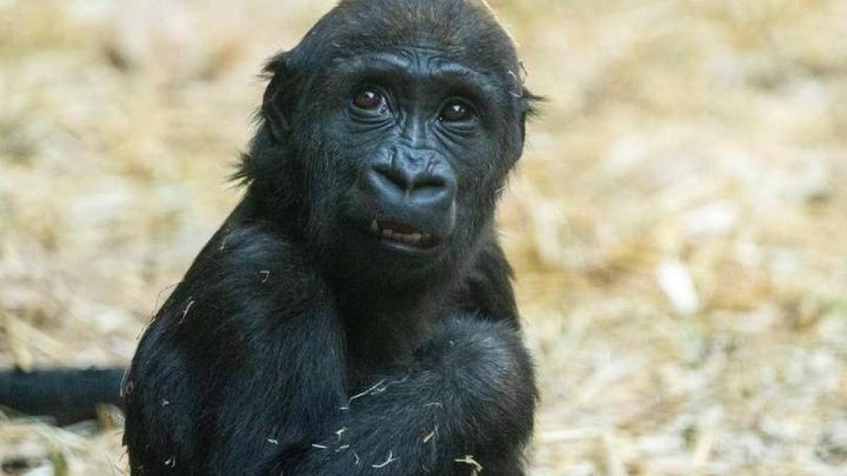 Muere un gorila de 2 años por el fallo de un trabajador a la hora de ...