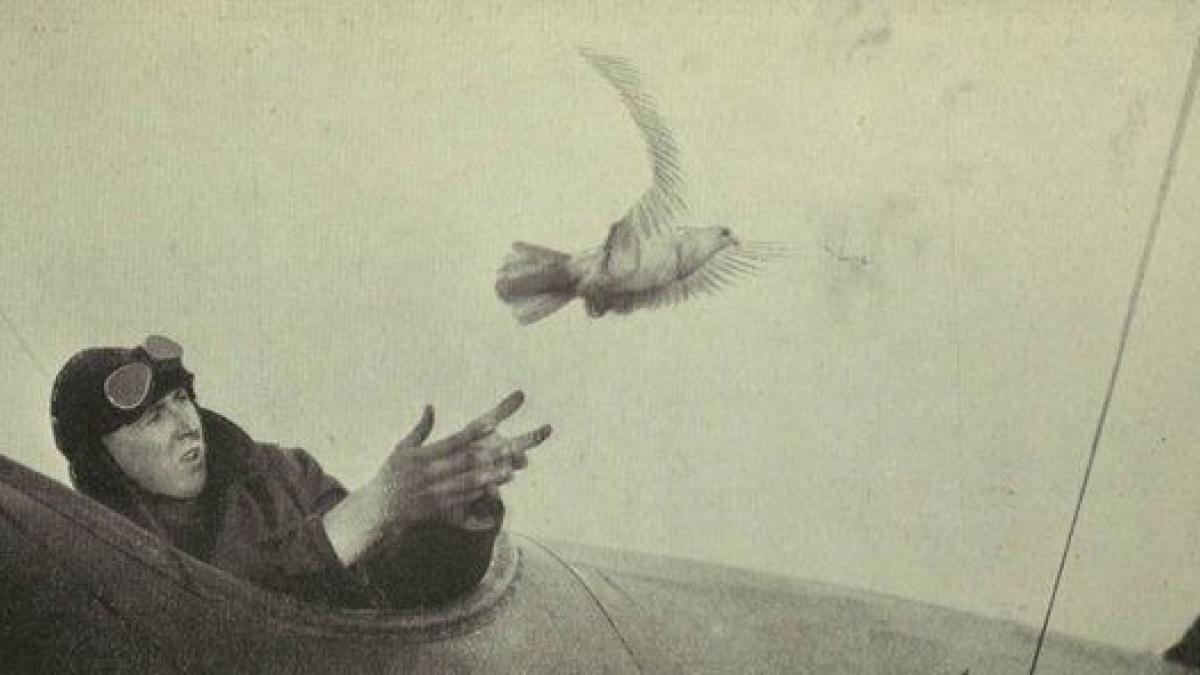 La ciencia lo confirma: las palomas mensajeras tienen la cap