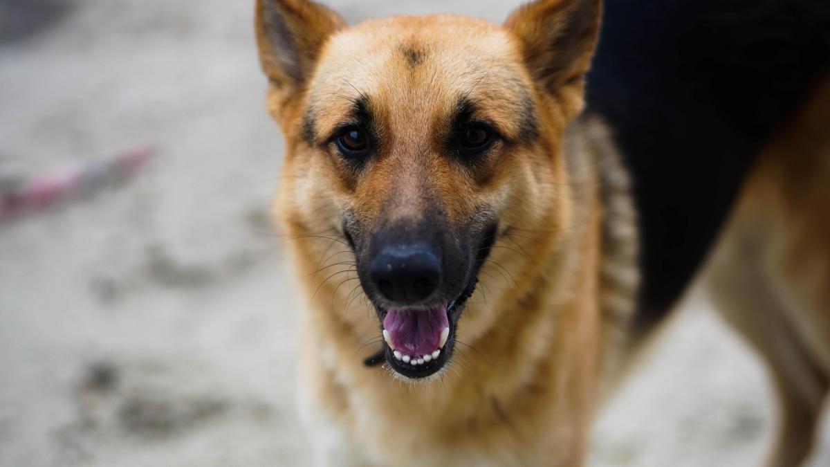 Un perro de 12 años lleva toda su vida en un almacén y se retira: "Urge, su dueño no se lo queda"