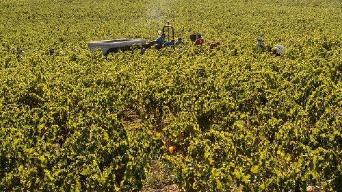 Un pueblo une fuerzas para frenar la despoblación por medio del vino:  Es lo que hace que la gente esté aquí 