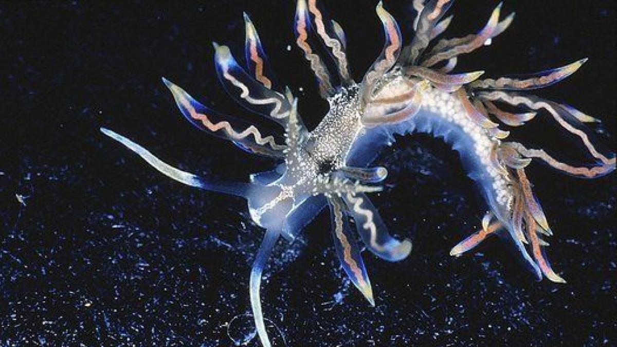 Descubren por casualidad una diminuta babosa marina buceando: "No supo que era una nueva especie hasta que le consultó a un experto"