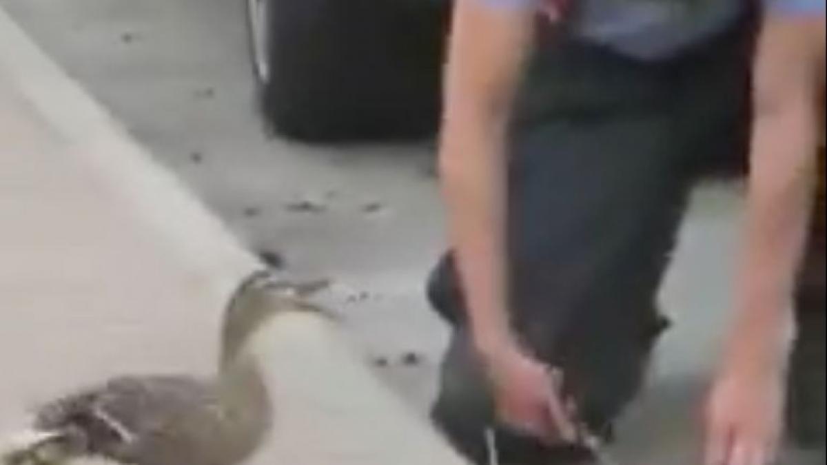 El rescate de estos patitos que ha enamorado a Twitter