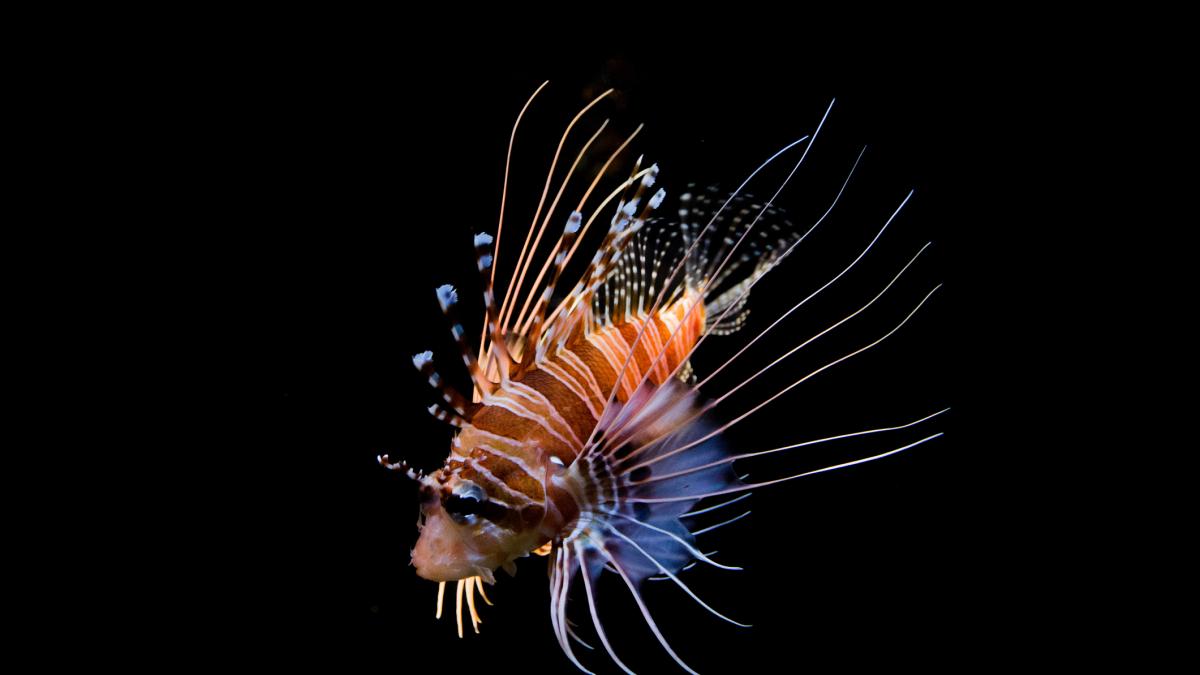 José Andrés caza peces león en el Caribe, una especie invasora desde 2008: si amenaza un ecosistema y es comestible, convertirla en alimento es parte de la solución