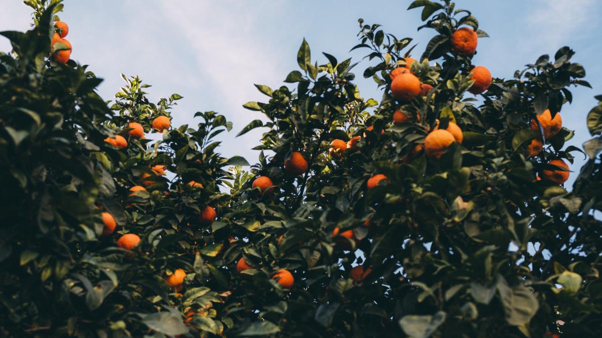 Pepe, agricultor de naranjas, indignado: "Vienen los típicos de la bolsita y se encargan de vaciarte el árbol"