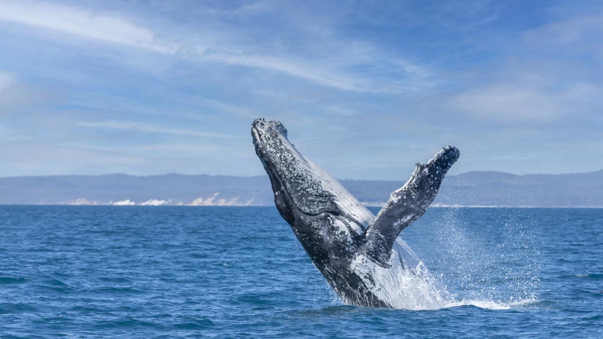 Las olas de calor también afectan a los ecosistemas marinos: las ballenas permanecen más en silencio y los científicos tratan de comprender por qué