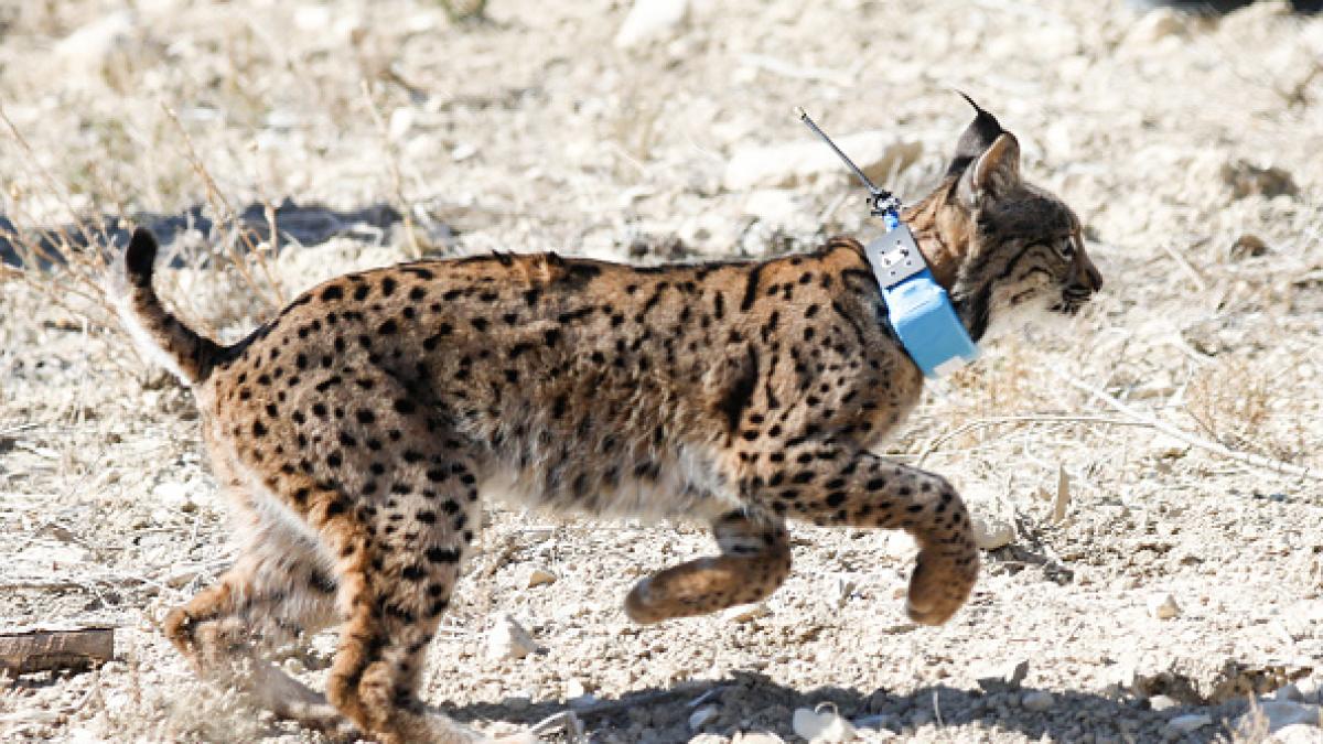 Esta es la multa a la que te expones por tener un animal disecado en casa