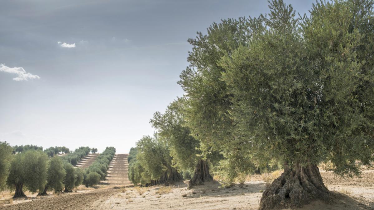 El olivar regenerativo gana 1.340 euros netos por hectárea frente a los 467 del convencional: el primer estudio científico en España confirma que la alternativa ecológica es más rentable