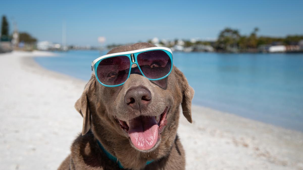 Experto en adiestramiento canino: 