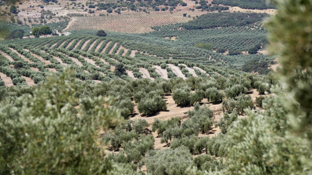 Es oficial: científicos detectan un ingrediente en los olivares que se podrá aprovechar para generar proteína vegetal y no es la aceituna