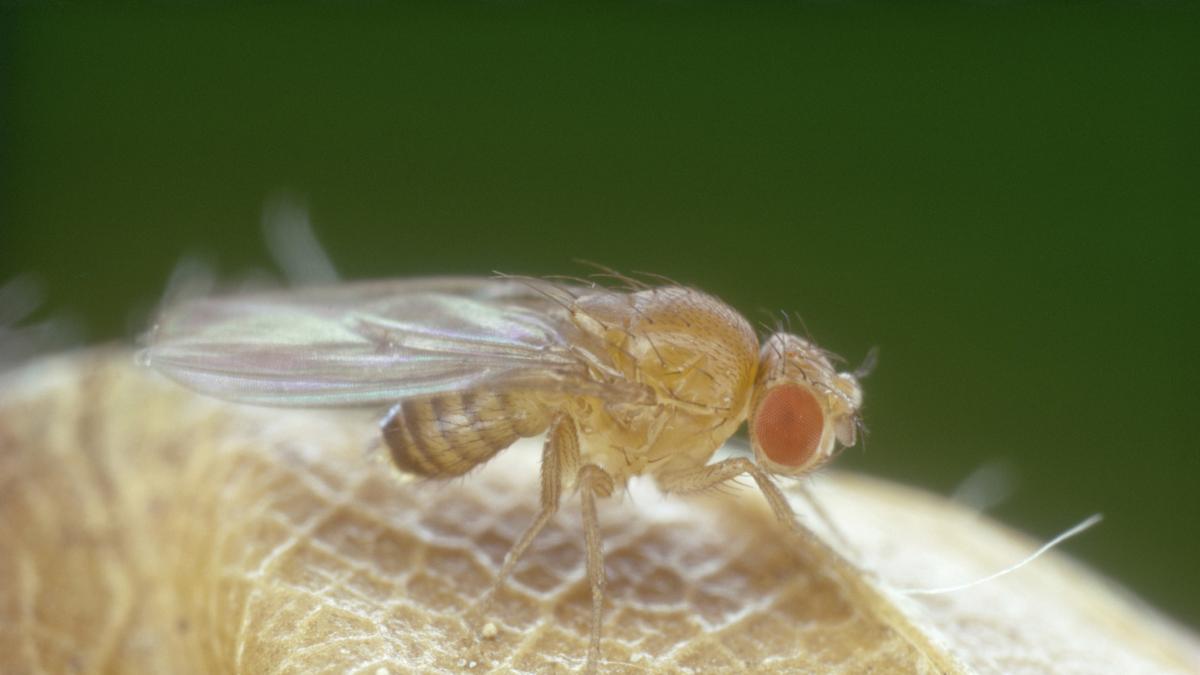 Crean un 'Google Maps' del cerebro de la mosca de la fruta