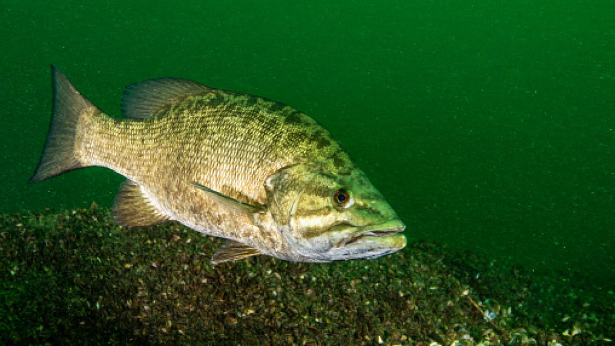 Rompe el récord con la pesca de un monstruo de río de 15 kilos y se ...