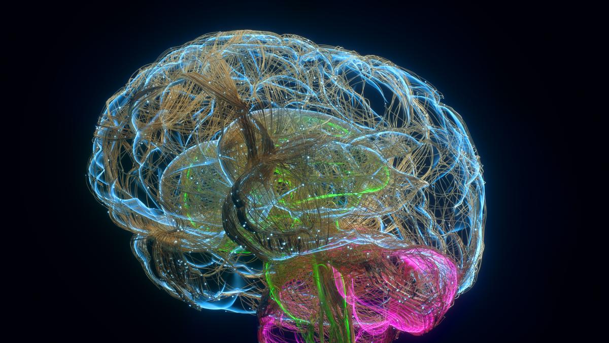 Lucía Prieto Godino, neurocientífica: "Si averiguamos cómo evolucionan los cerebros de las moscas, estaremos un paso más cerca de entender cómo evoluciona nuestro propio cerebro"