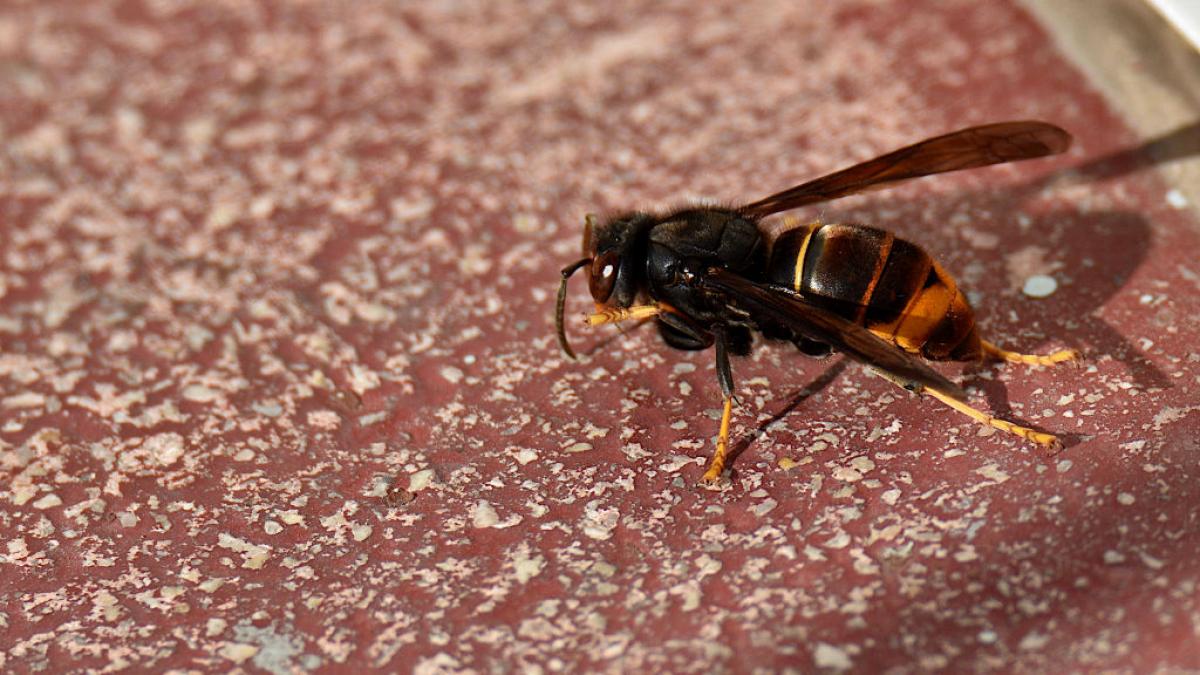 Llega a Alemania la plaga voladora que ya ha anidado en España: 'Esto ...