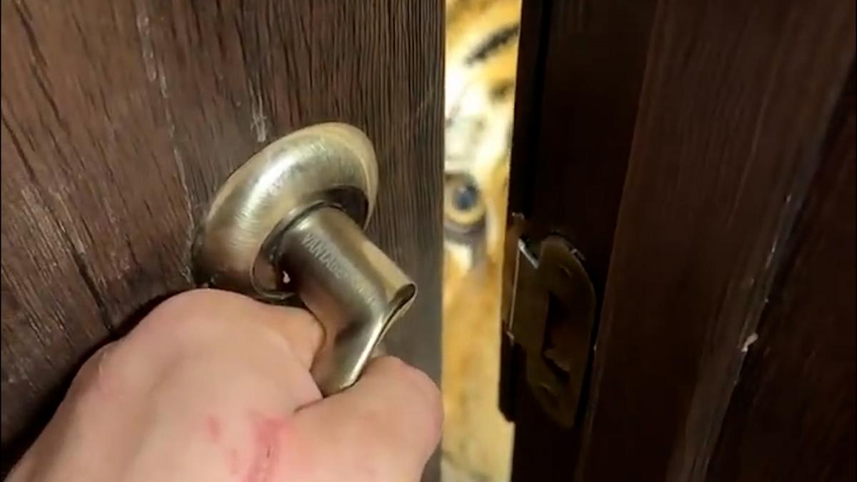 Abre la puerta de su casa y lo que se encuentra al entrar le corta la ...
