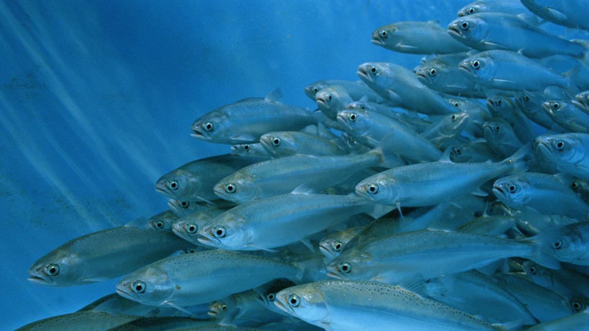 Científicos suecos lo confirman: los salmones expuestos a la cocaína de los ríos nadan 5 km más y los expuestos a su metabolito duplican la distancia