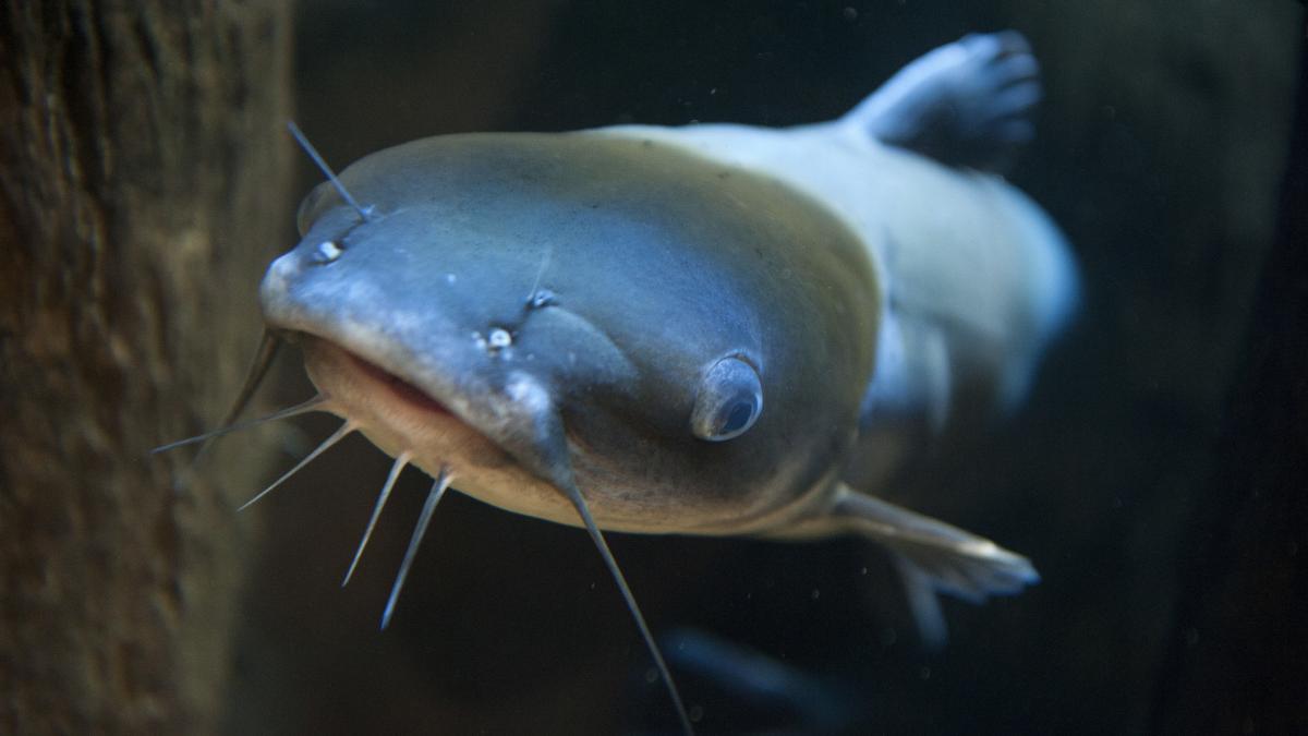 Un apasionado de la pesca lucha 23 minutos para capturar al monstruo de ...