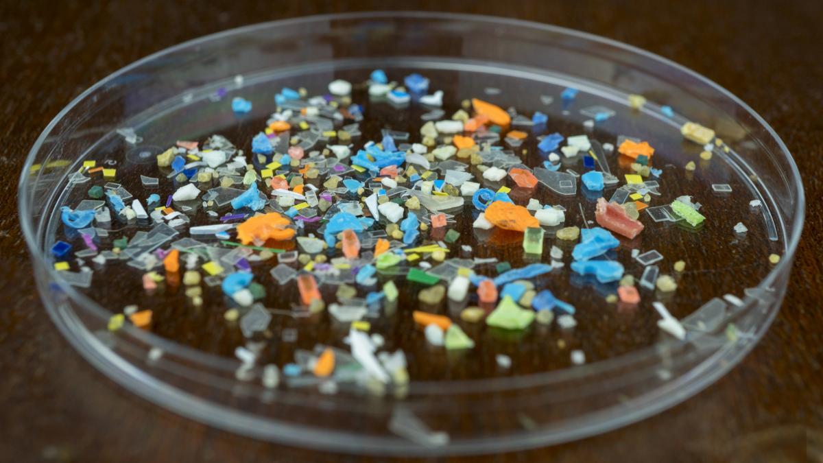 Confirmado por la ciencia: la carga de microplásticos en el cerebro ya es una emergencia sanitaria que se vincula con ictus y demencia