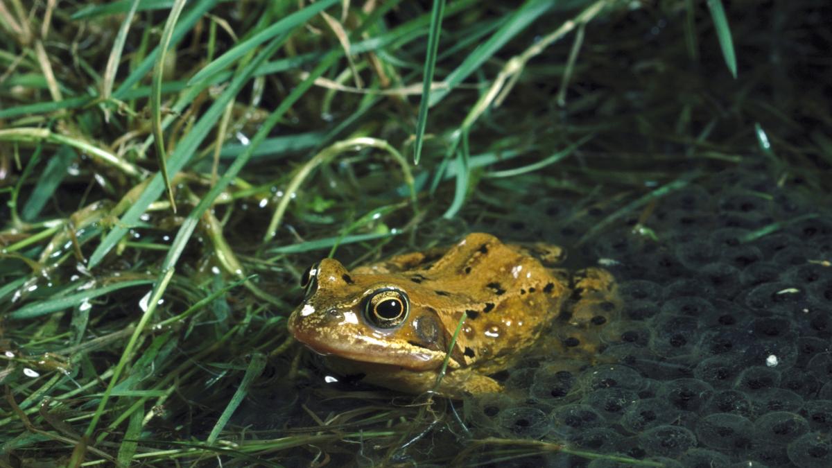 Sorpresa en la orilla de un lago al escuchar el 'coro' de unas ranas ...