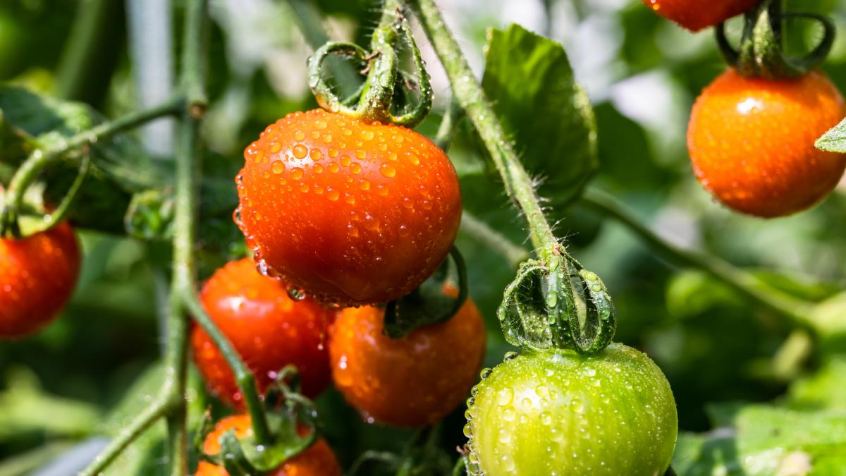 Una IA que escucha a los tomates: el atlas sonoro creado en Valencia ya detecta cuándo una planta tiene sed o sufre un ataque de insectos