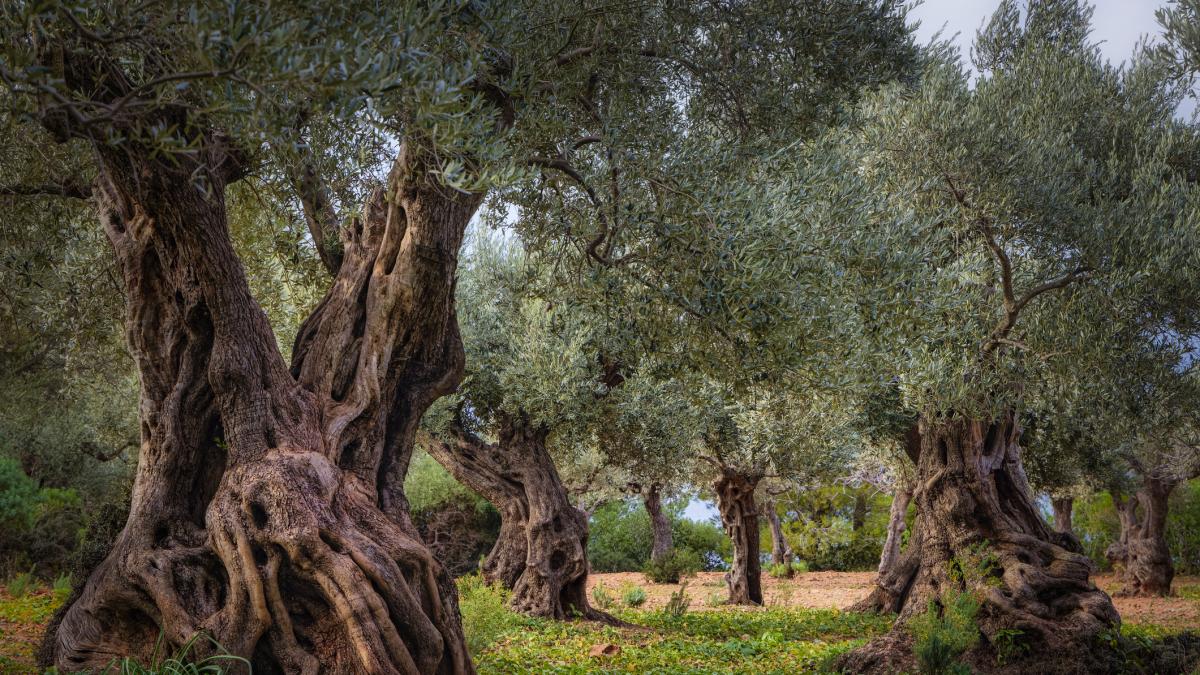David Marcos, ingeniero agrónomo: "Más del 60% de los olivos españoles dependen de la lluvia: el precio del aceite en el supermercado lo decide lo que haya llovido ese año"