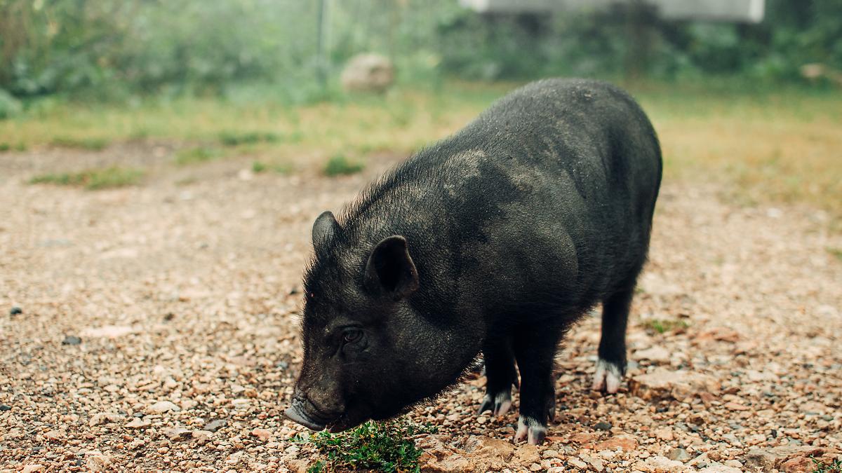 La sobrepoblación de jabalíes en Cáceres obliga a la captura urgente de ejemplares mediante arqueros